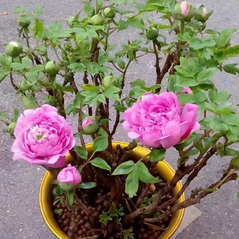 春节催花牡丹盆栽牡丹花菏泽观赏牡丹含苞待放出售价格实