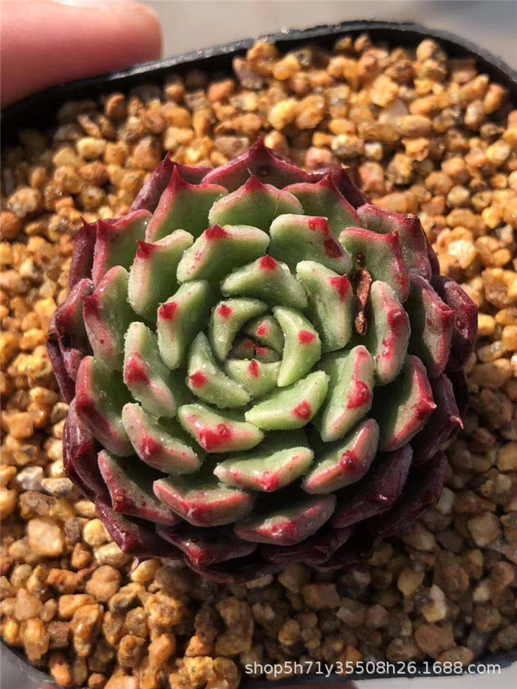 859精品大棚批发多肉盆栽品种 状态王妃美妮单头盆6.3cm多肉植物