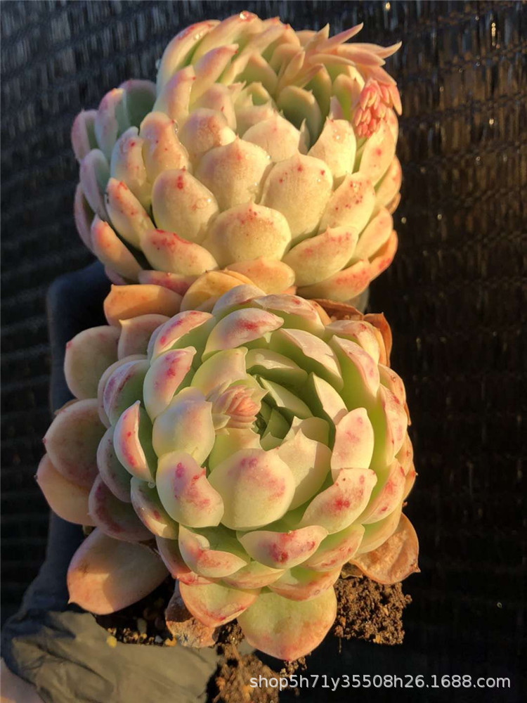 422大棚精品多肉品种限量批发 状态柠檬贝瑞单头 群生多肉爆款