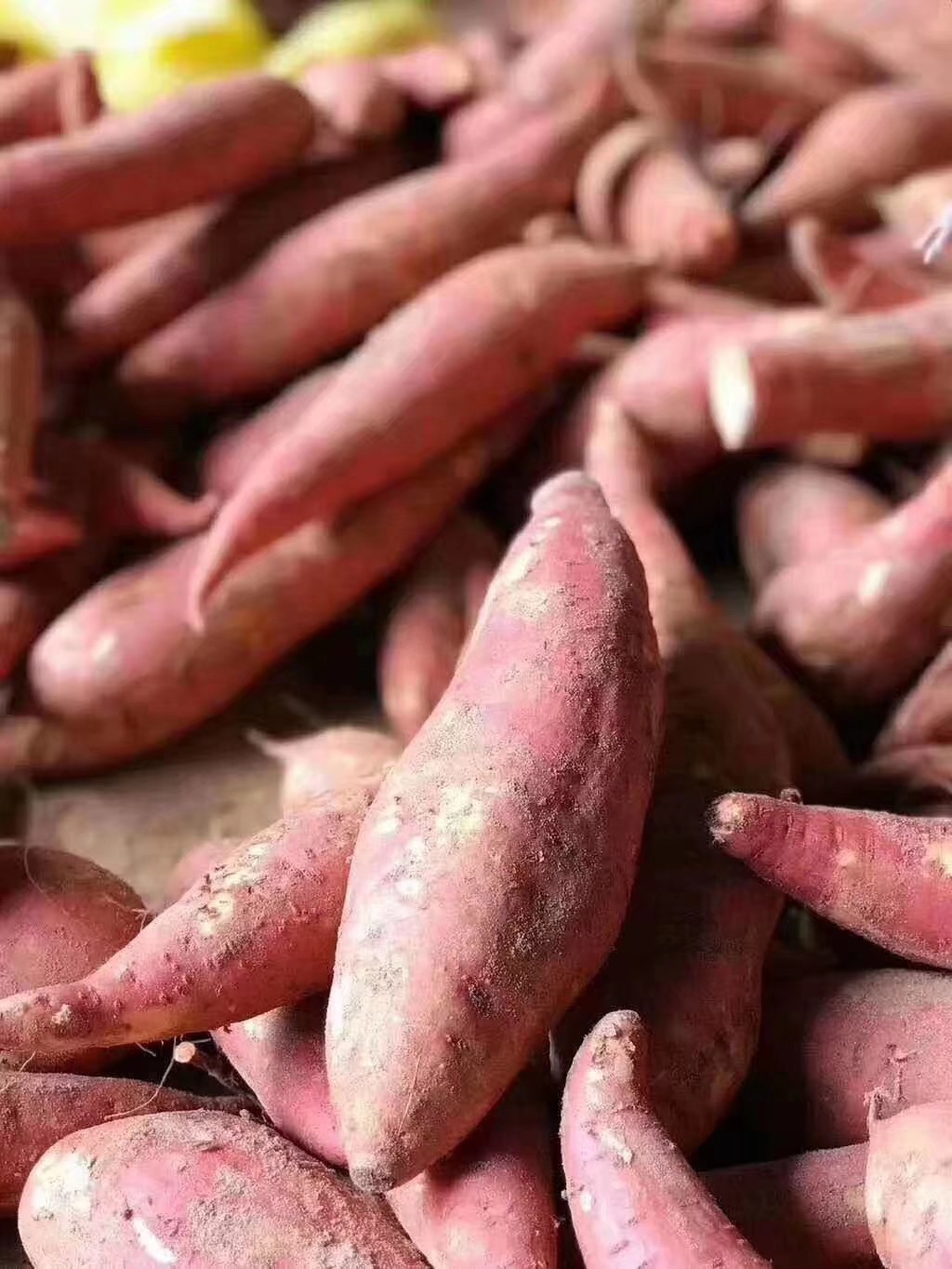 福建六鳌红蜜薯5斤装 西瓜红大叶红薯 非广西 紫薯一件代发招代理