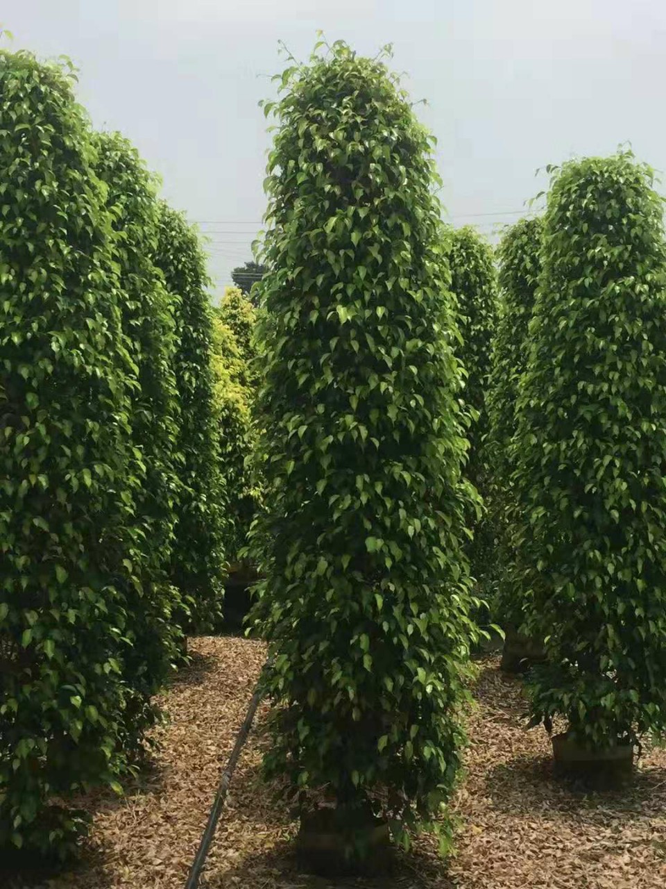 苗圃供应垂榕柱盆栽高度2.5米绿篱工程苗青叶垂榕
