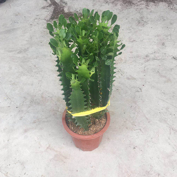 龙骨盆栽 青龙骨 绿植多肉植物 龙骨办公室花卉吸甲醛龙骨230