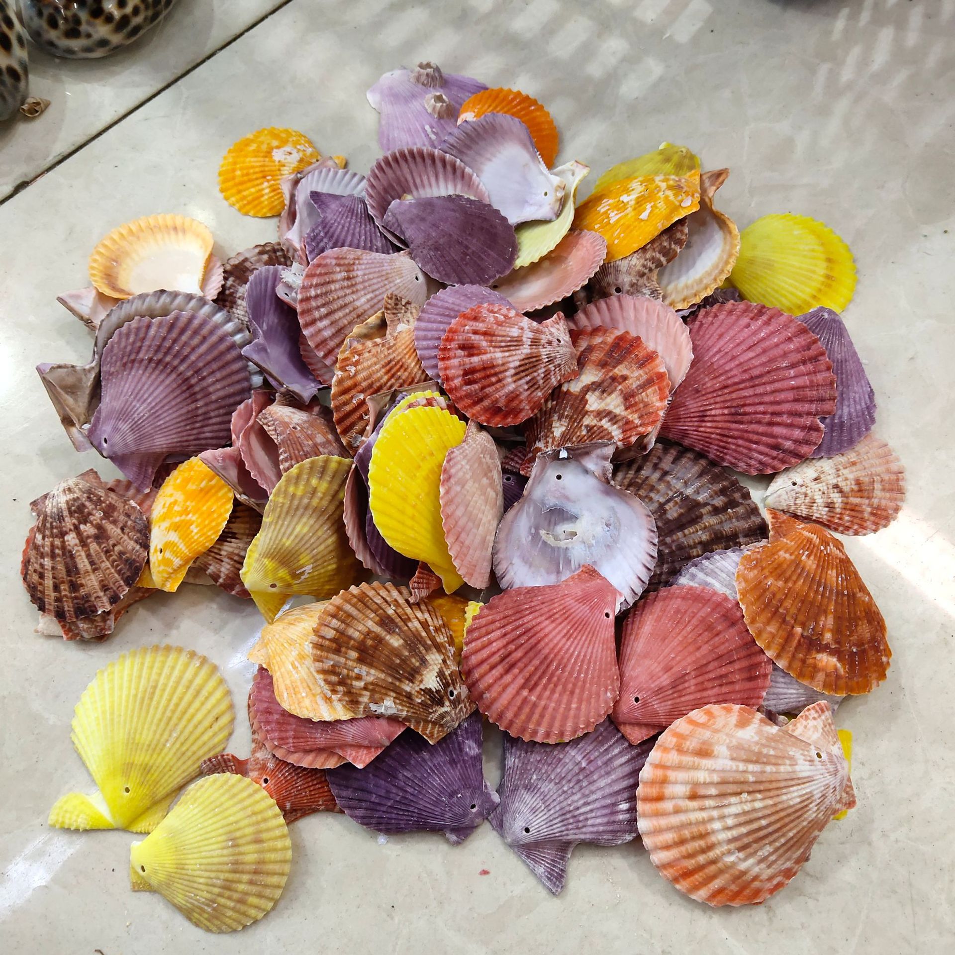 彩贝 有孔贝壳片 扇贝 海螺贝壳3-5厘米手工dry饰品配件 一斤