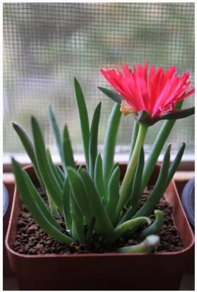 多肉奔龙的养殖方法