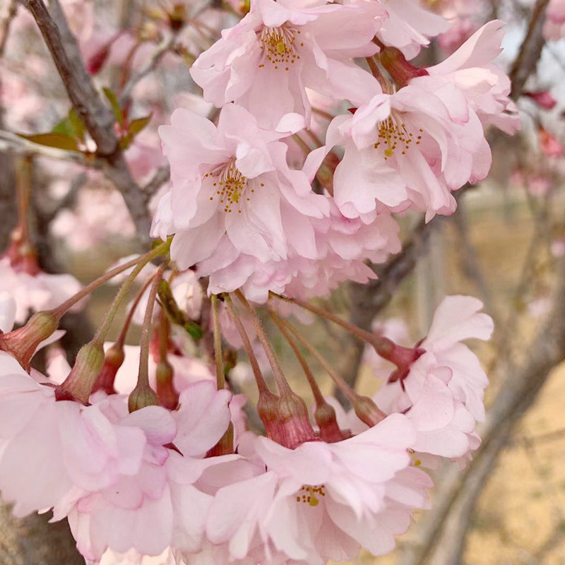 八重红彼岸樱花求购 1-2米高分枝八重红彼岸樱花树价格行情报价