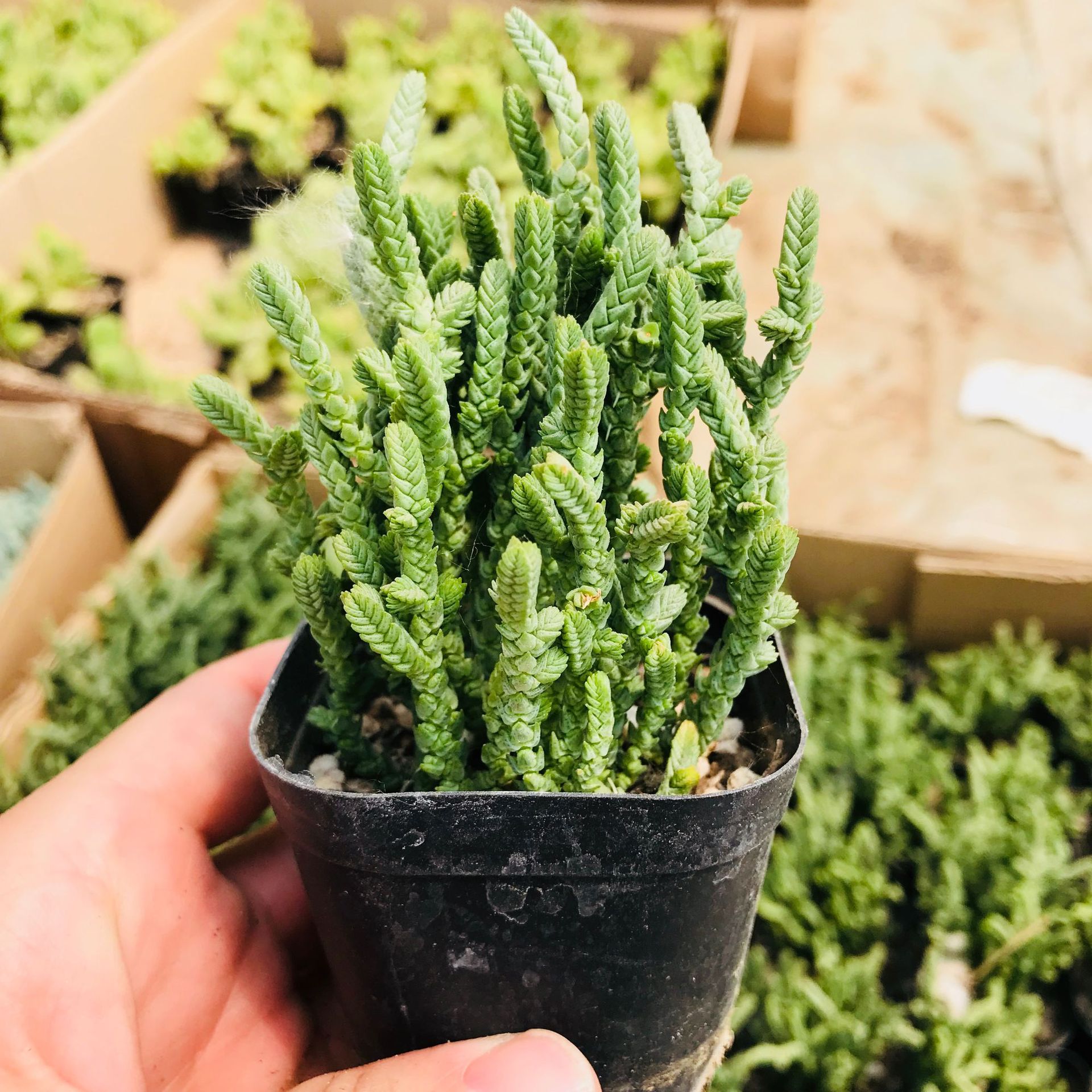 基地直销奇趣味多肉若绿 多肉植物组合盆栽办公室创意花卉青锁龙