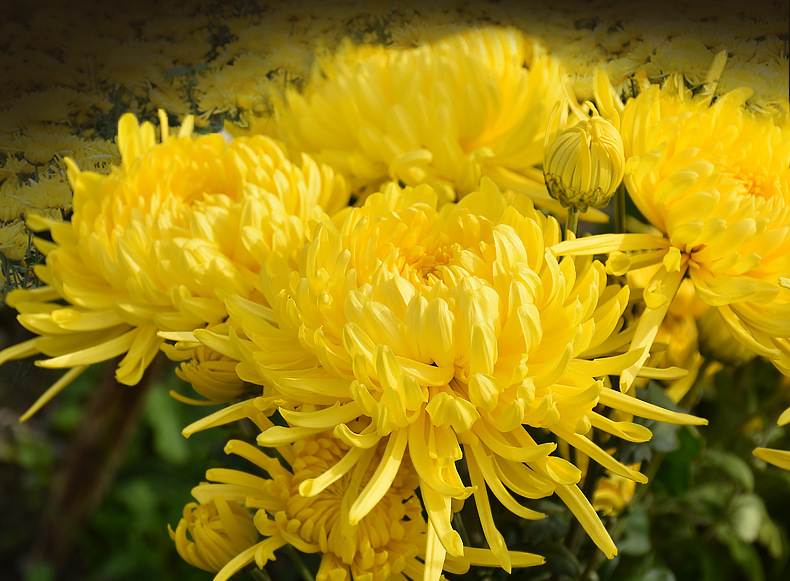 基地直供黄山金丝皇菊 一杯一朵大黄菊花茶20朵pvc盒装高山黄菊花