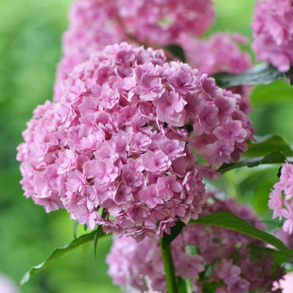 园林绿植 无尽夏八仙绣球花苗 室外地栽耐寒阳台庭院八仙花