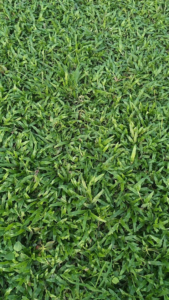 906基地直销大叶油草地毯草草皮草块草坪长期供应