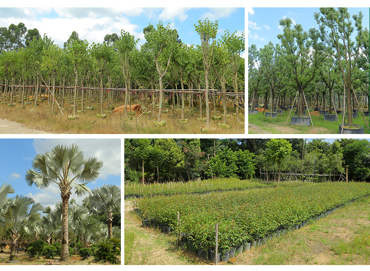杜松盆景基地批量种植自产自销 公园庭院风景树 宏景园艺欢迎询价