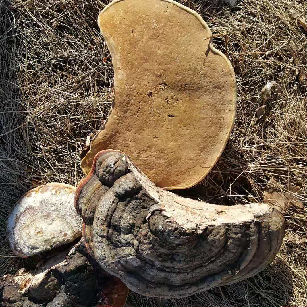 各种树舌灵芝图片大全图片