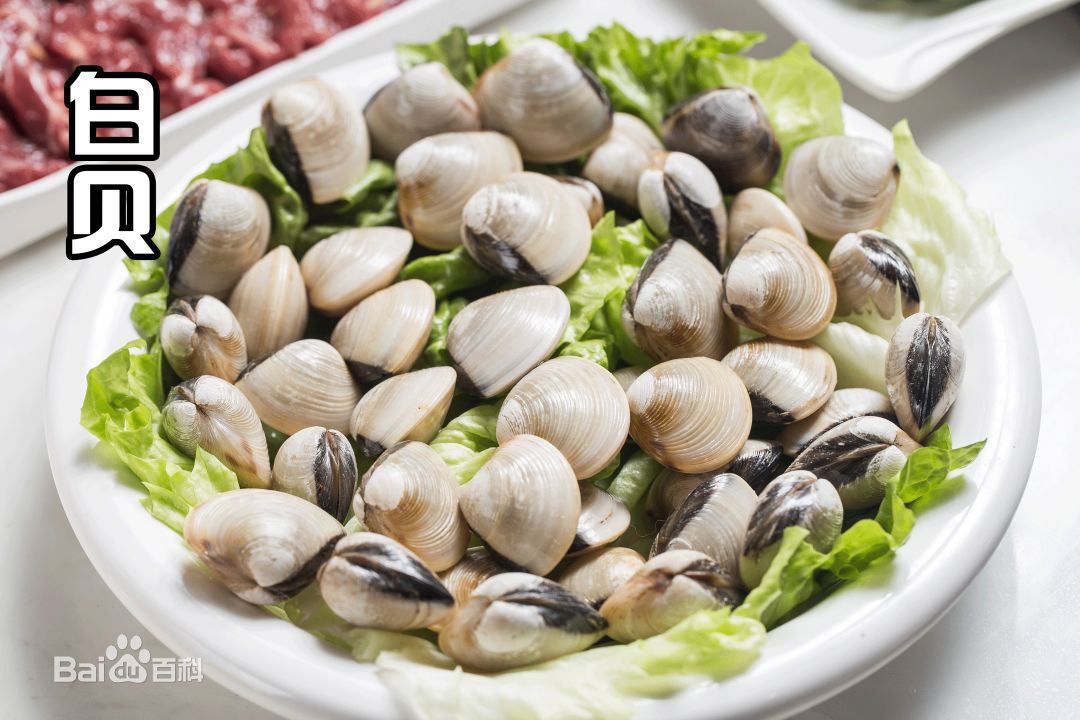 网红卜卜贝 白贝白海肥白贝齿白螺贝制品海鲜大量白贝批发