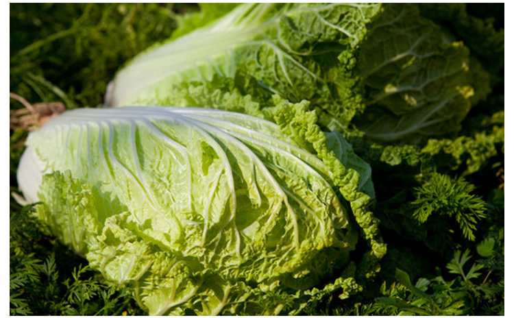 春菊大白菜种子早熟黄心白菜春秋种植耐寒耐抽苔大田反季节蔬菜孑