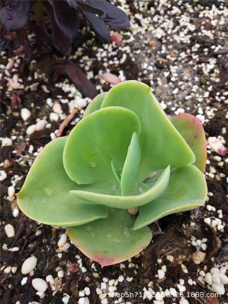 0088多肉植物大棚限时批发盆栽 柠檬卷单头8cm多肉品种品相实拍