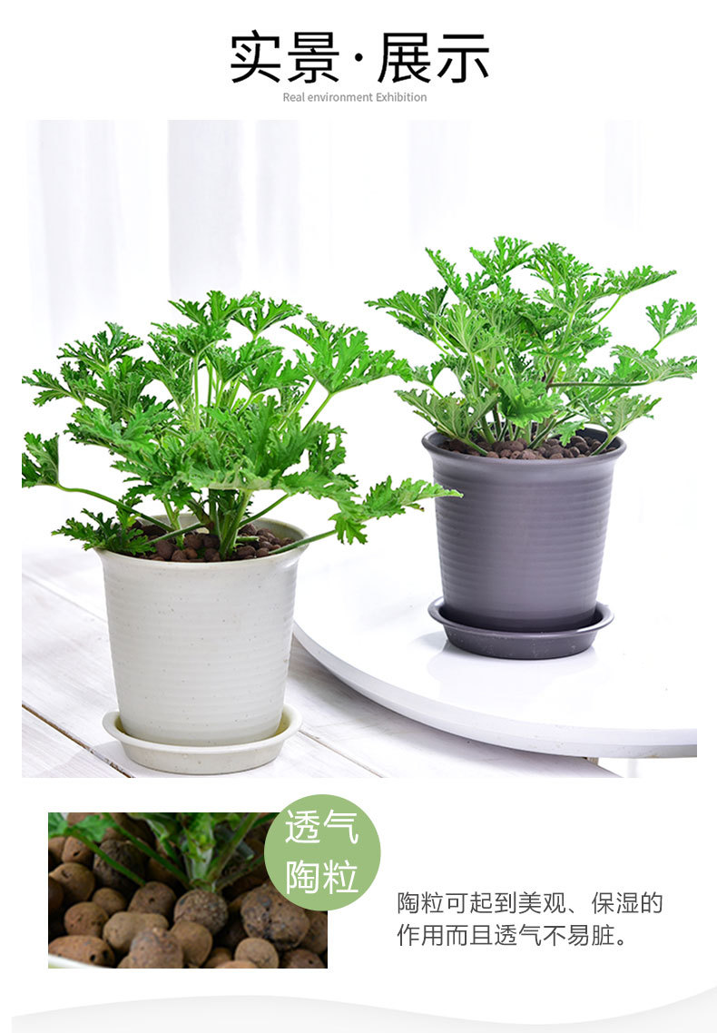 驱蚊草盆栽夏季具有驱蚊效果 室内庭院食虫草驱蚊草盆栽大苗