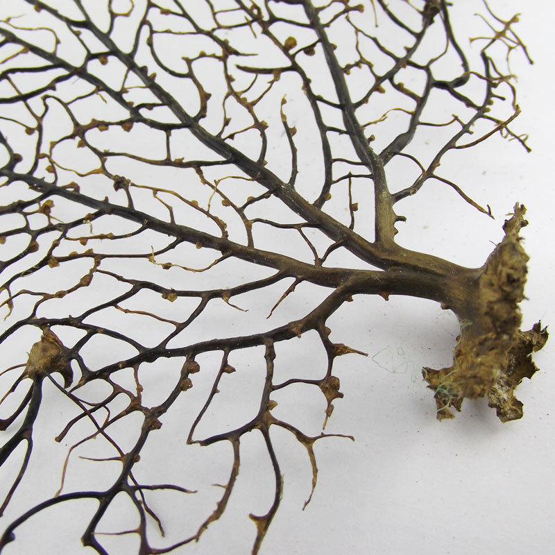 天然海树菲律宾海铁树微景观工艺批发画框配件装饰水族造景柳珊瑚