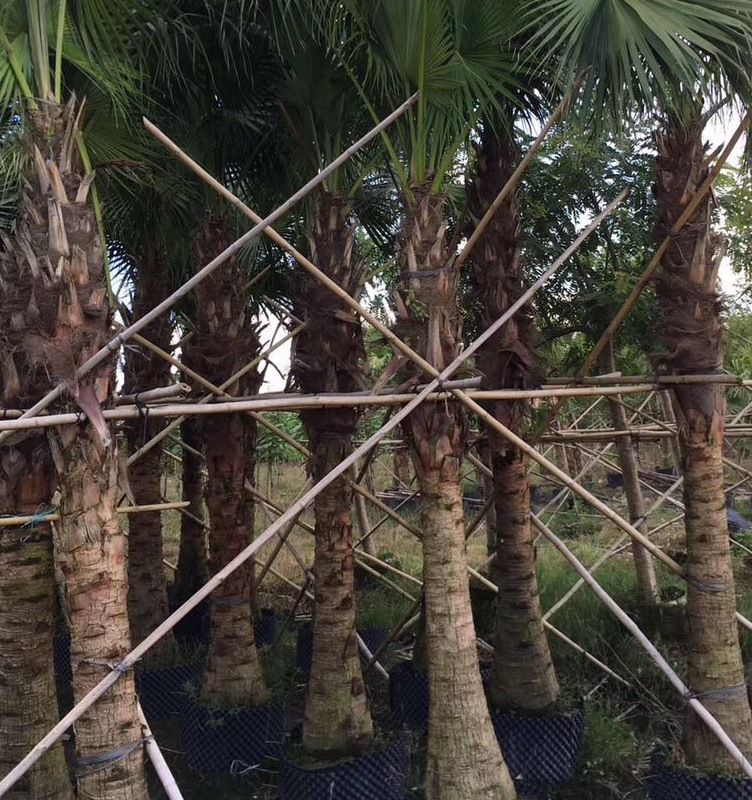 批发杆高60-200cm蒲葵 扇叶葵 蓬扇树 葵扇木