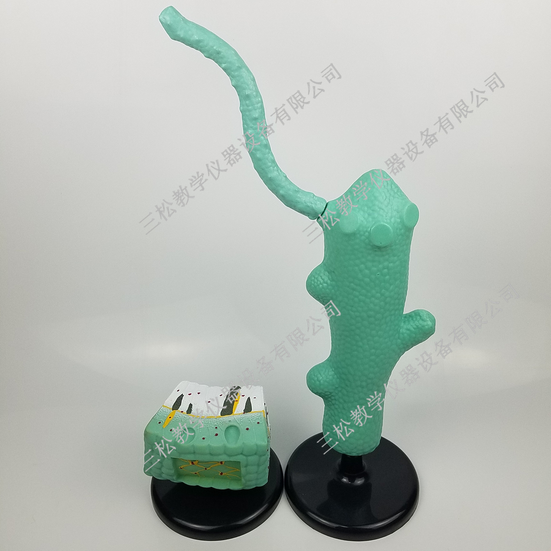 水螅模型细节图1_副本