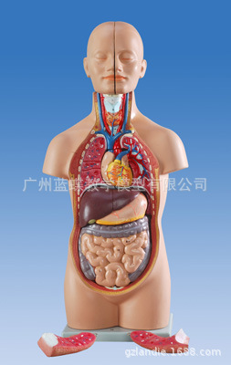 人体躯干模型50cm人体解剖医学12部件内脏器官心脏医患标本