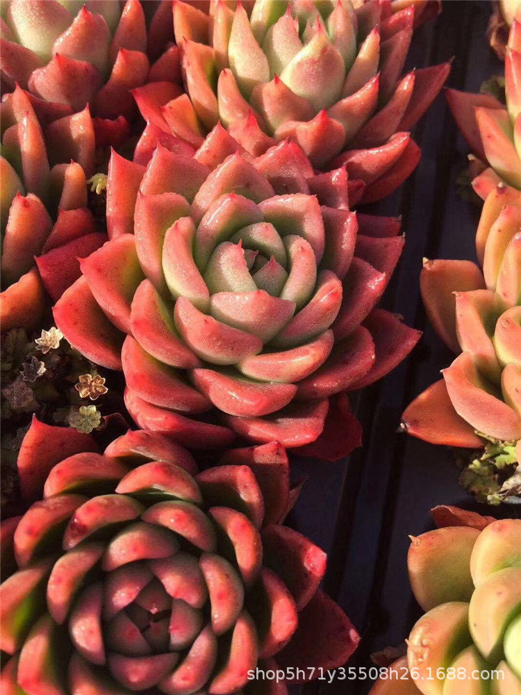 156精品大棚直销多肉品种 东云红玉单头5cm左右多肉植物裸根限量