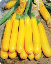 香蕉西葫芦种子可生吃秋季秋冬季阳台盆栽金冠10粒有机蔬菜种籽
