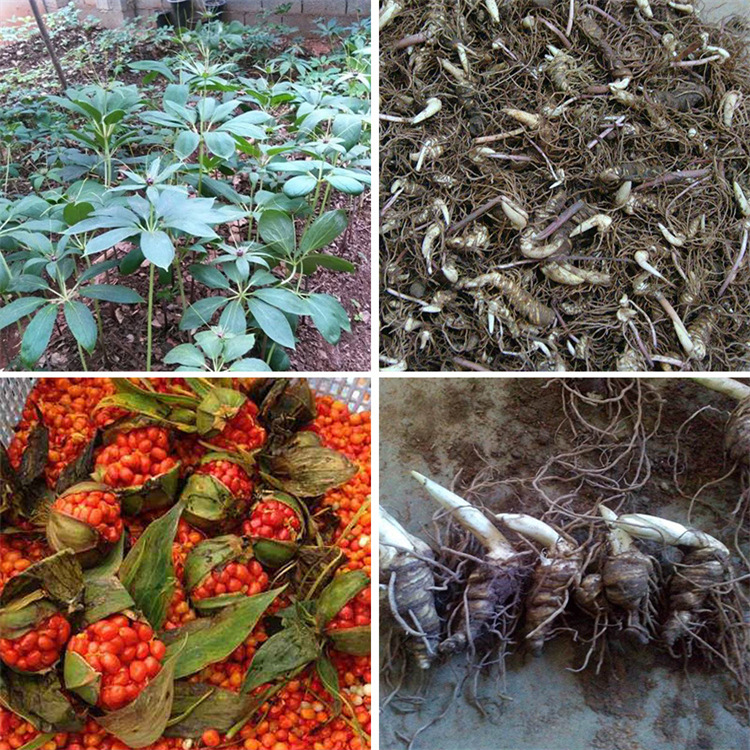 基地直销:重楼种苗 重楼种子 滇重楼七叶一枝花种子 量大从优