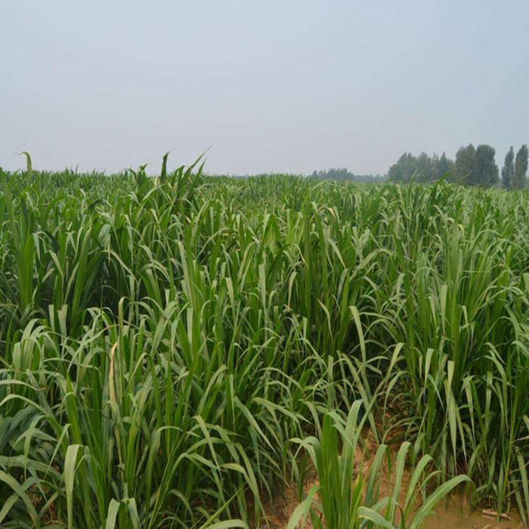 厂家批发牧草种子杂交狼尾草种子家禽皆爱产量高品种齐全量大从优