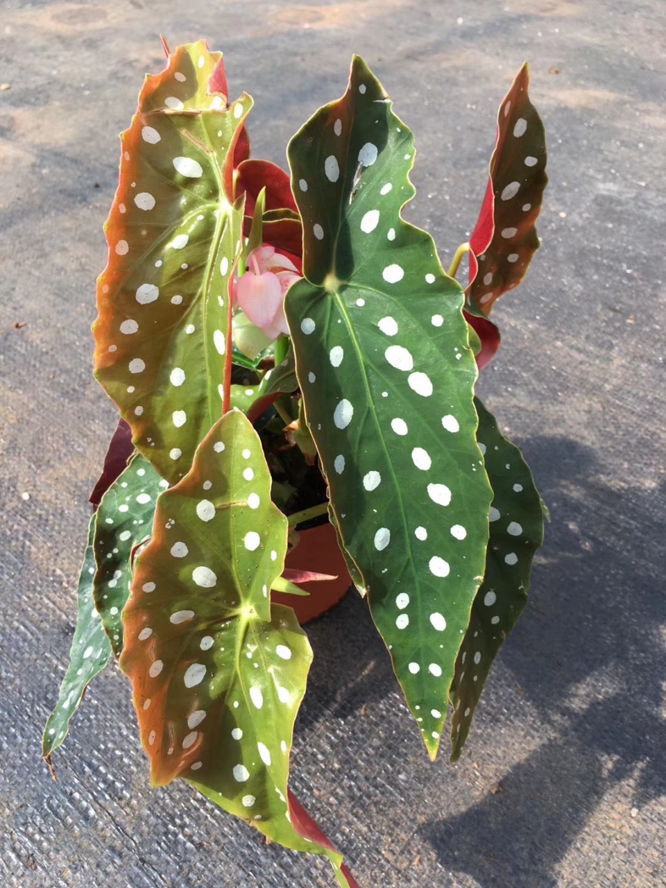 荷兰进口植物鳟鱼海棠 室内观叶观花盆栽绿植花卉批发