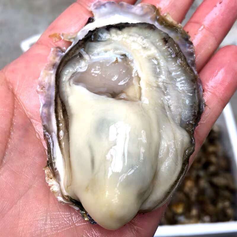连云港海鲜生蚝 鲜活贝类 批发生蚝 鲜活海鲜 乳山牡蛎鲜活批发