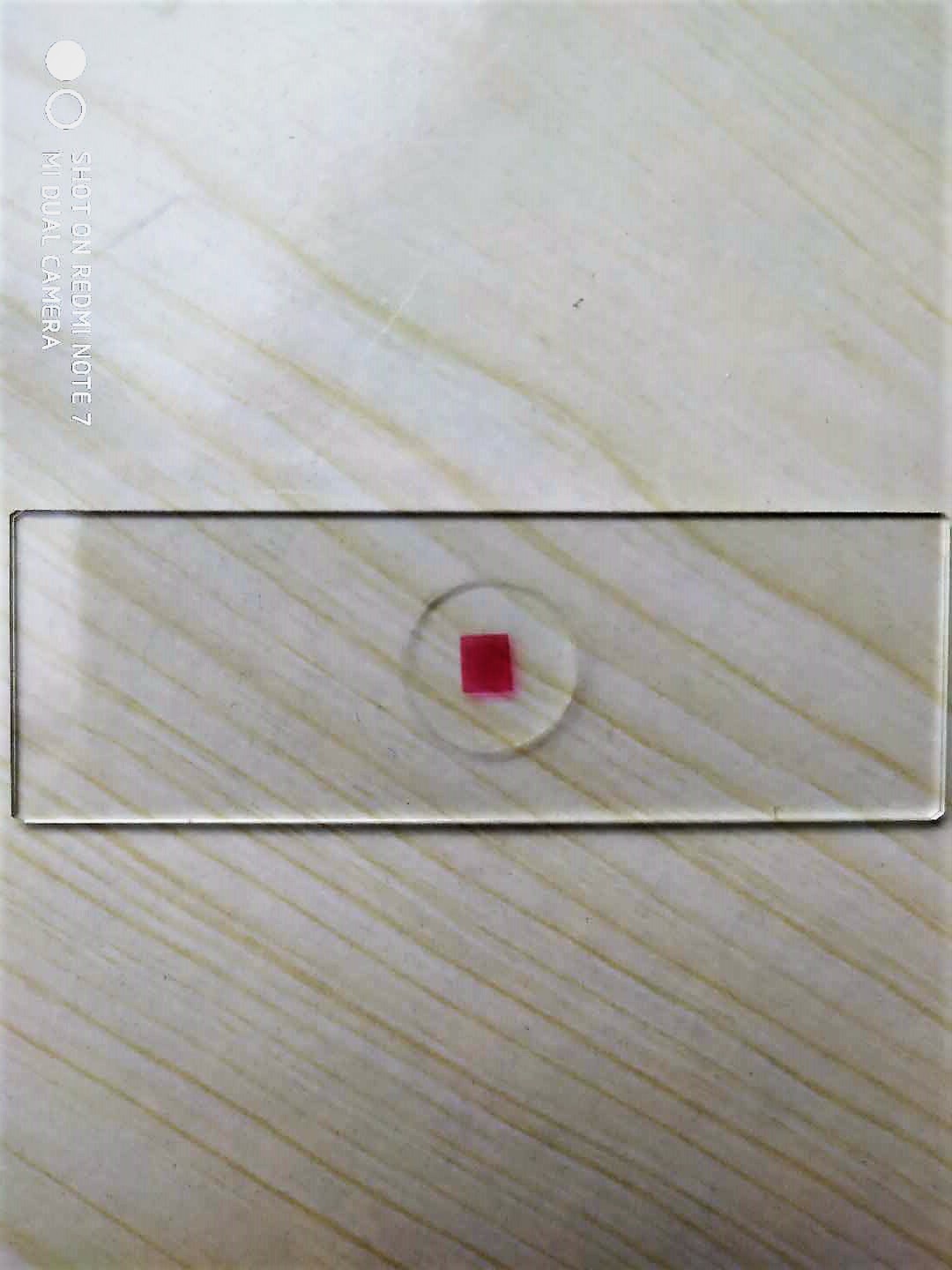 人血涂片高教 生物显微镜标本切片 装片涂片各种显微镜切片-阿里巴巴