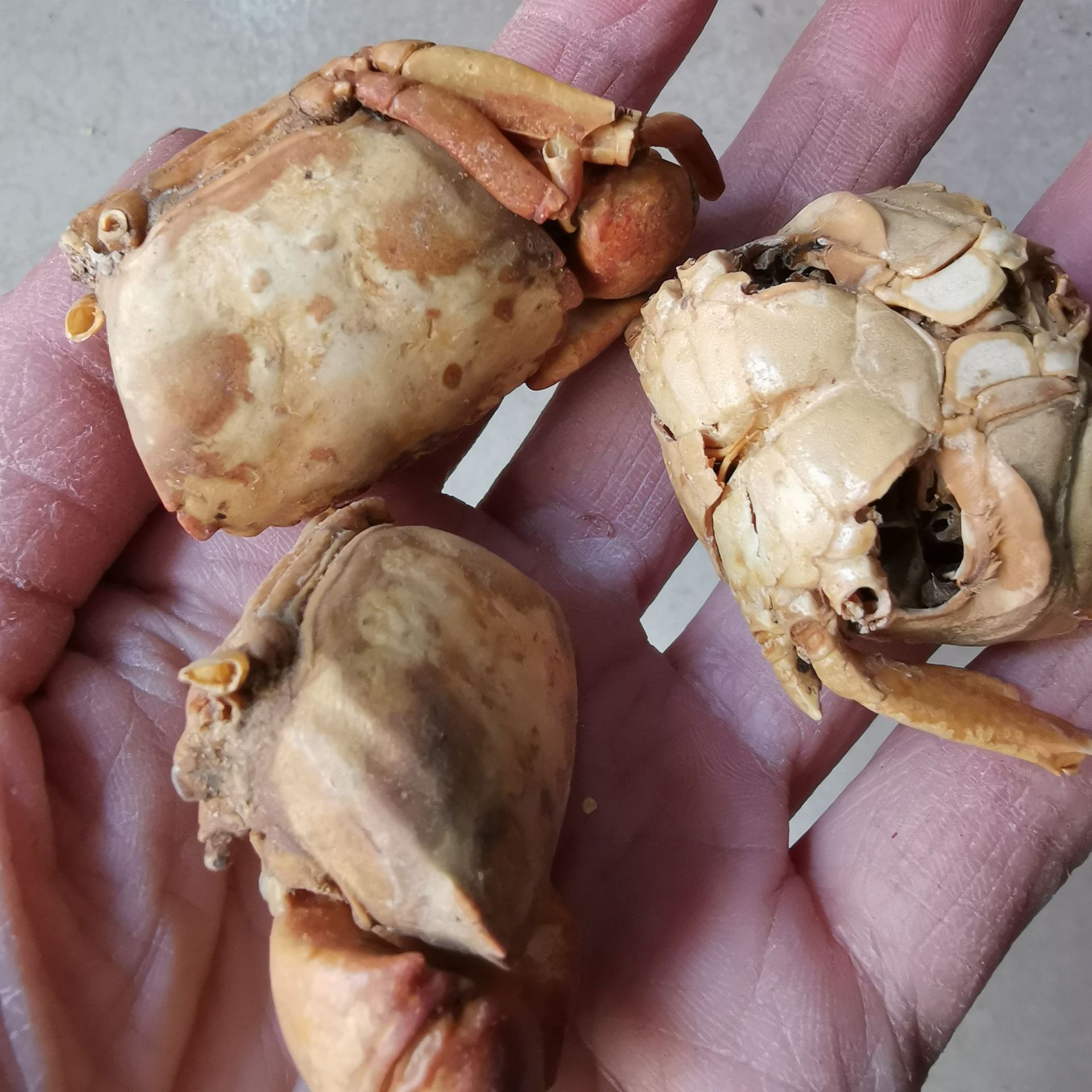 中药材 方海 药用 螃蟹壳 螃蟹爪 螃蟹甲 螃蟹骨 新货 量大从优