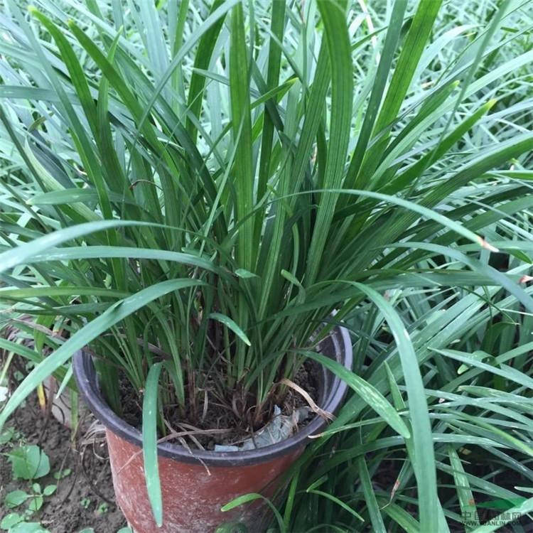 批发地被植物 兰花三七 兰花三七小苗 山东青州宿根花卉兰花三七