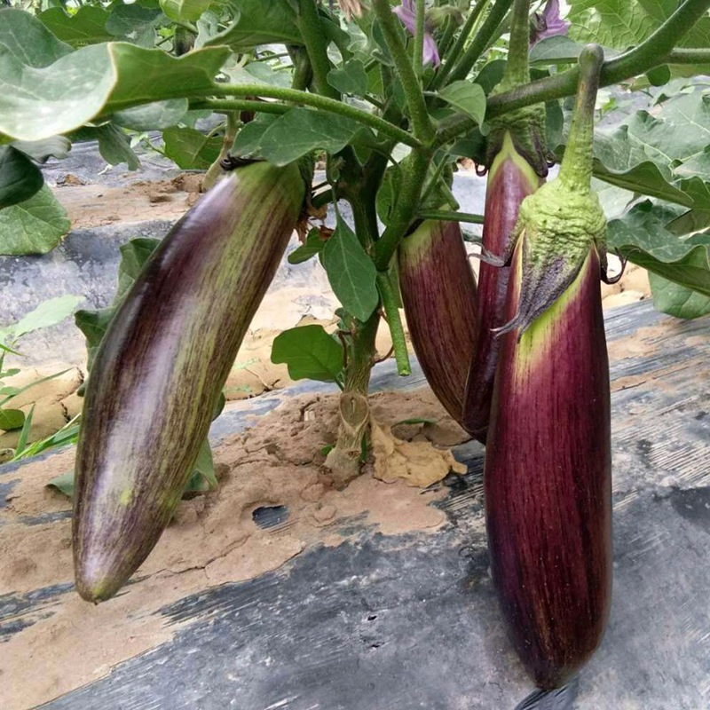 早中熟紫荆花2号花茄子种子长棒型蔬菜种子春秋可播糯茄