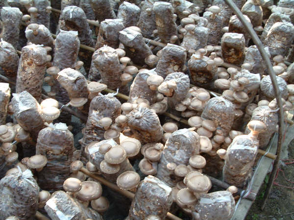 古甜水煮香菇1kg 茶树菇 蘑菇 海鲜菇 金针菇 草菇 新鲜菌菇 批发