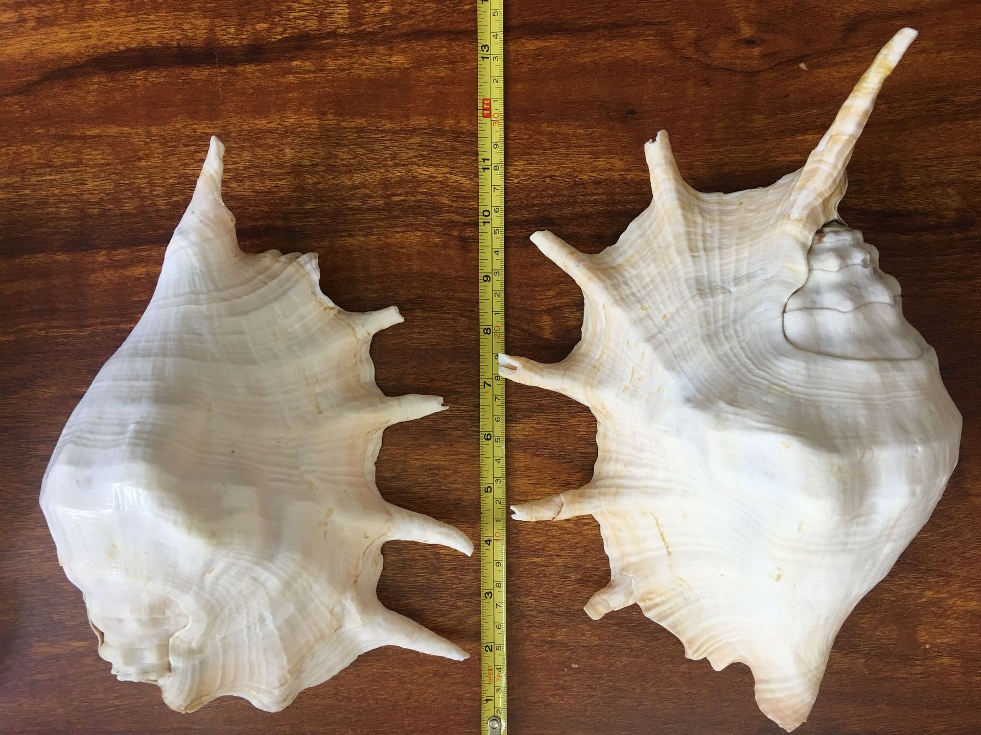 天然大号七角螺 笔架螺 家居工艺品个性餐具摆件 厂家直销