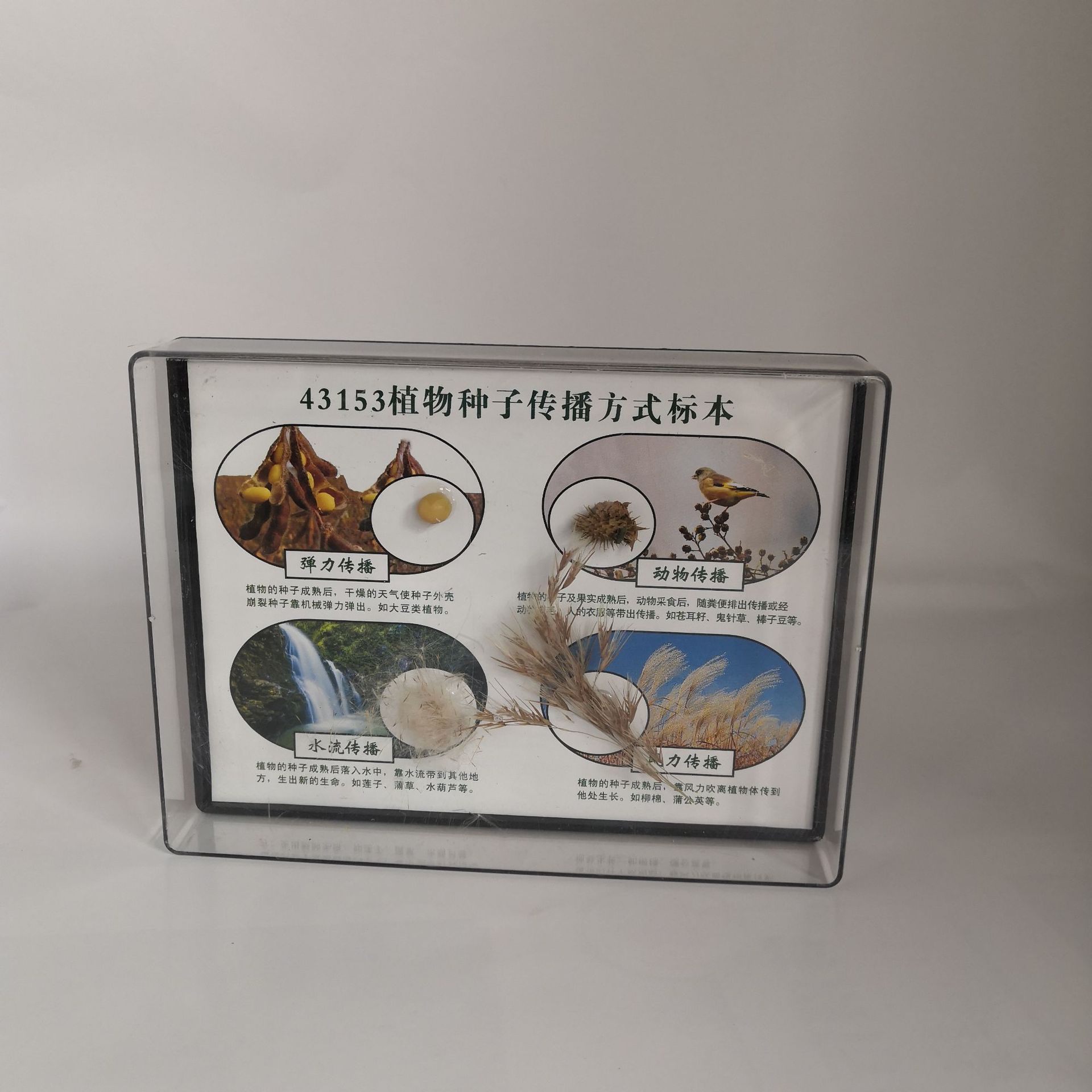 植物种子传播方式标本j43153小学科学生物