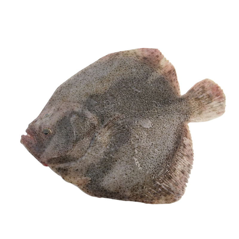 海鲜特产 冰鲜多宝鱼 半斤左右每条 新鲜多宝鱼 鲜活海鲜批发鲜活