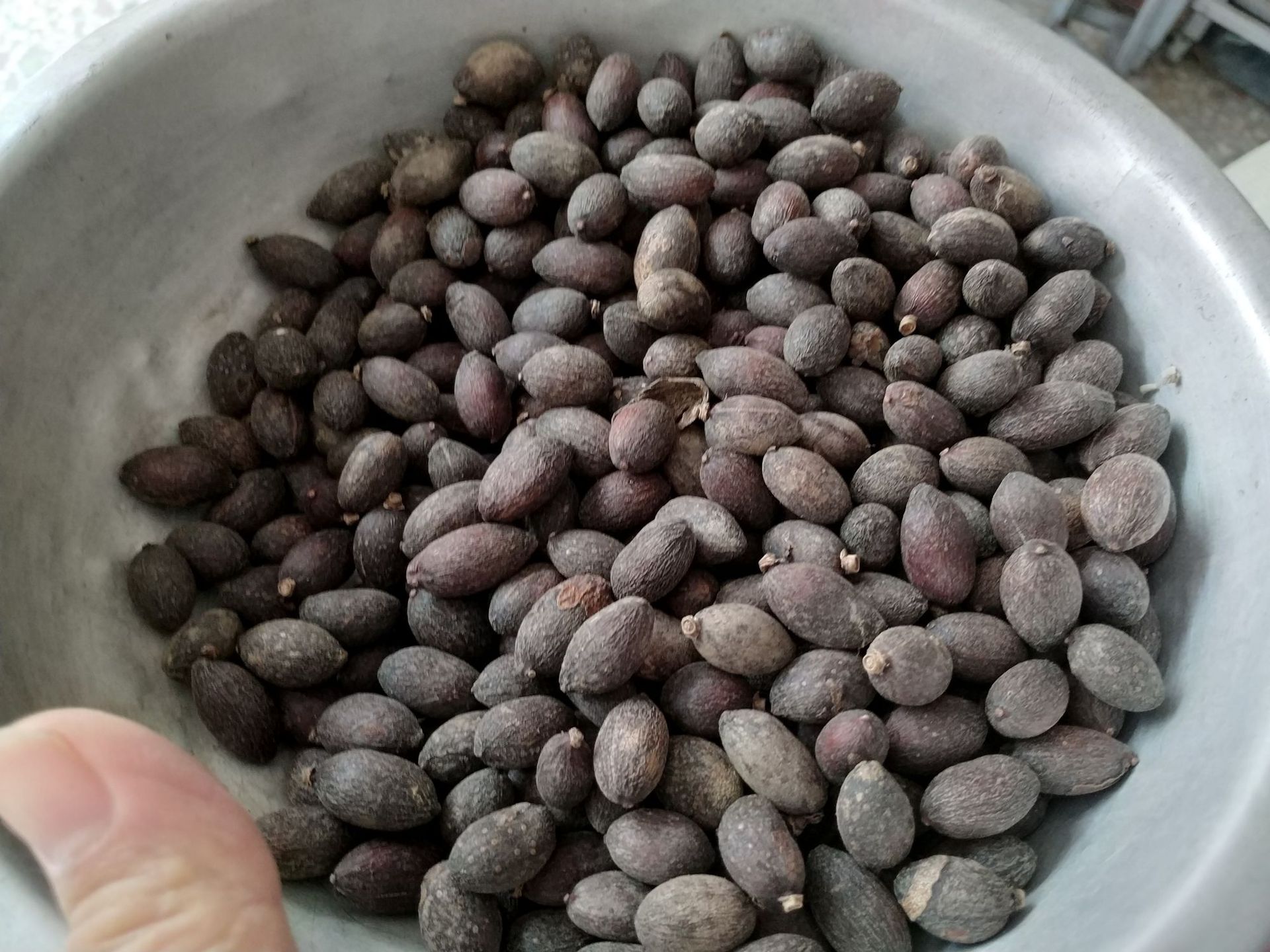 葵树子 蒲葵子 葵树籽 中药材 葵扇子批发量大从优