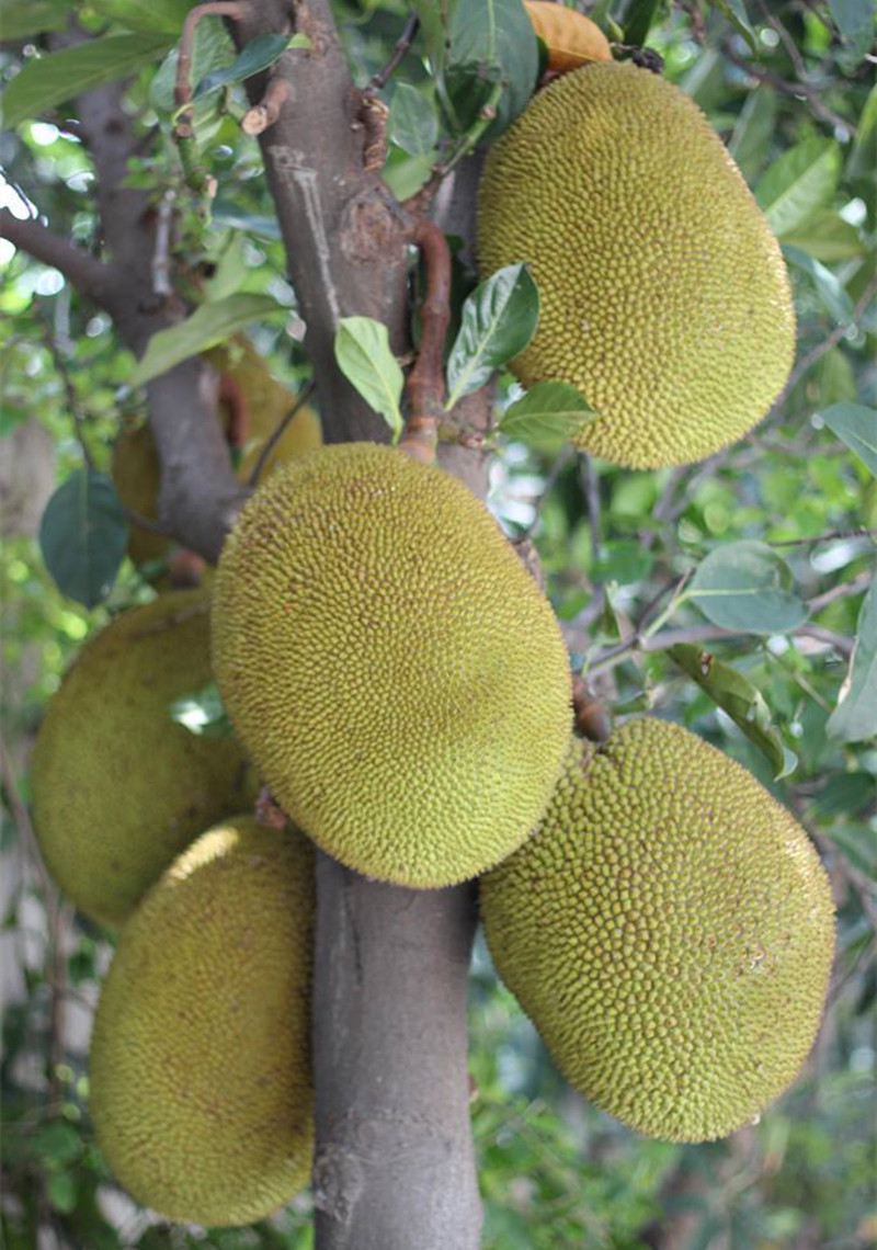 菠萝蜜海南黄肉干苞菠萝蜜新鲜水果代发当季热带黄心波罗蜜假榴莲