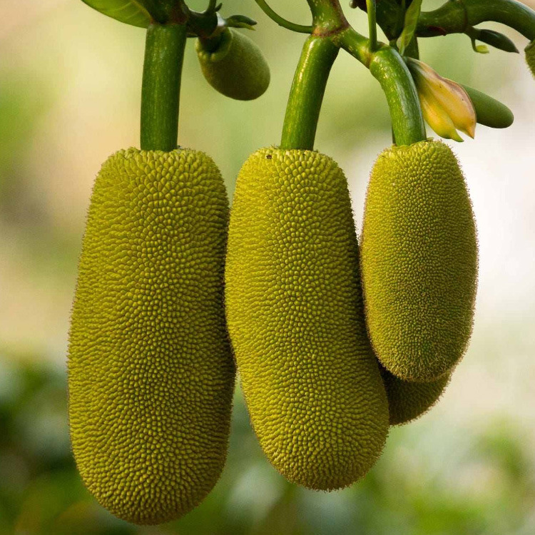 你所不知道的热带水果之王&ldquo;菠萝蜜&rdquo