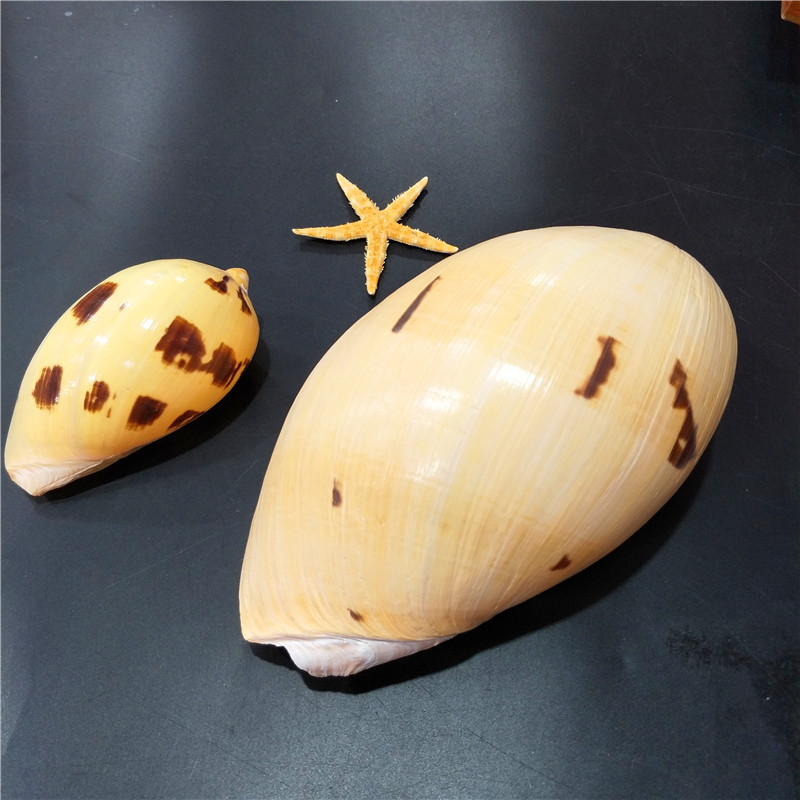 1025cm左右黄瓢螺天然贝壳海螺微景观造景多肉花盆烟灰缸瓢螺