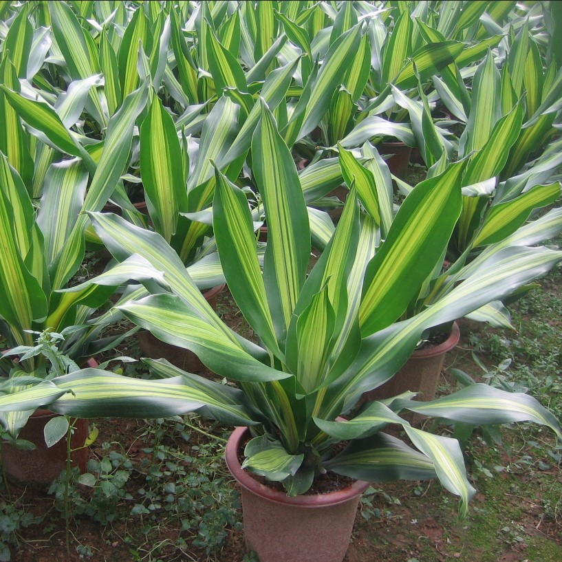基地批量供应观叶植物 金心也门铁成品盆栽 室内花卉绿植批发