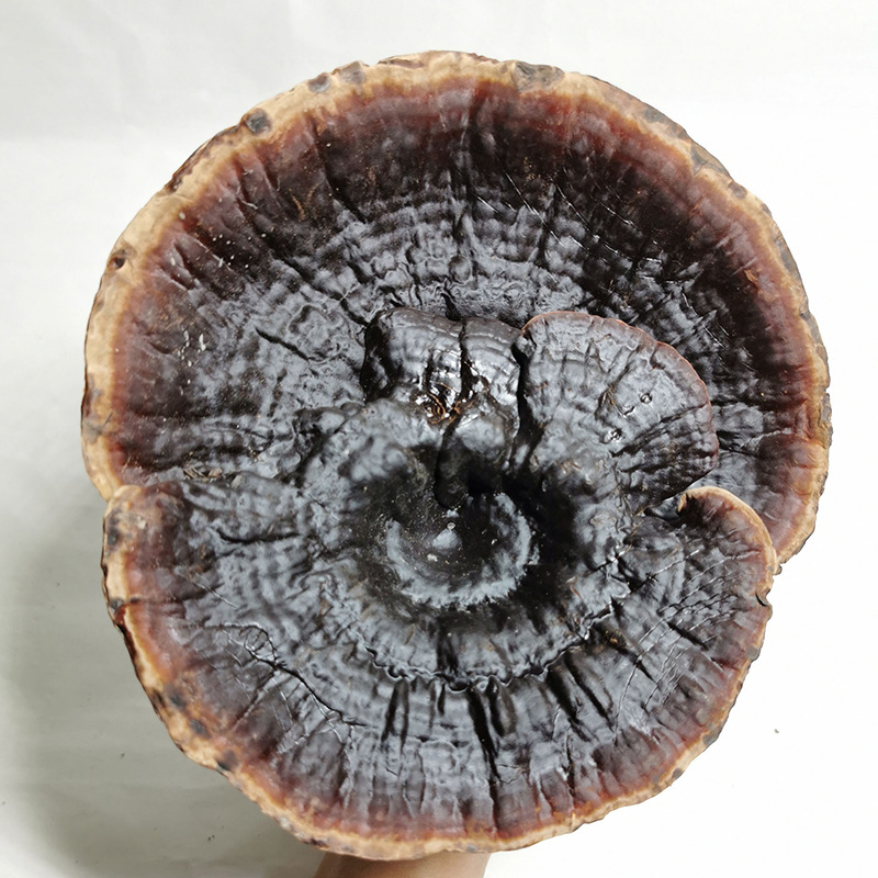 灵芝 香灵芝 金边紫灵芝 金边灵芝 产地