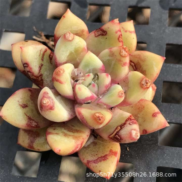 9527多肉植物大棚批发回声单头盆5cm多肉品种状态实拍