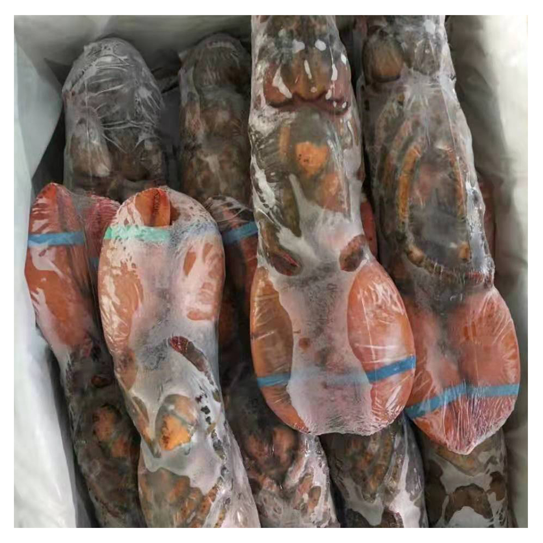 波士顿龙虾 海鲜 冷冻龙虾 加拿大波龙 10kg/件