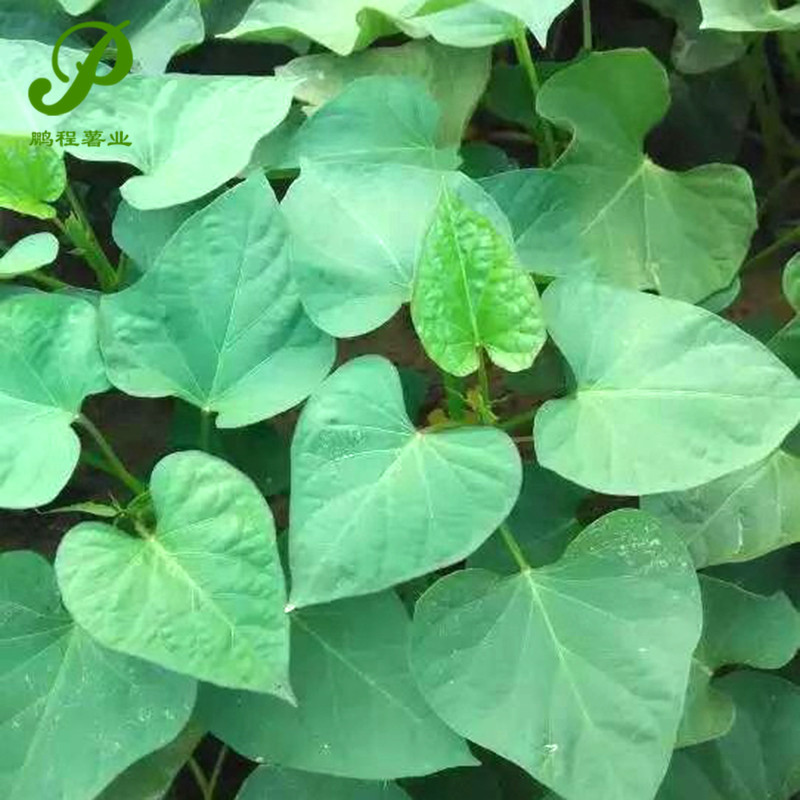 红心蜜薯苗 烟薯25号 番薯地瓜苗 品种齐全 红薯地瓜苗供应批发