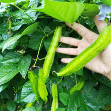 四棱豆种子四角豆种籽孑皇帝豆杨桃豆农家秋冬季阳台播蔬菜子