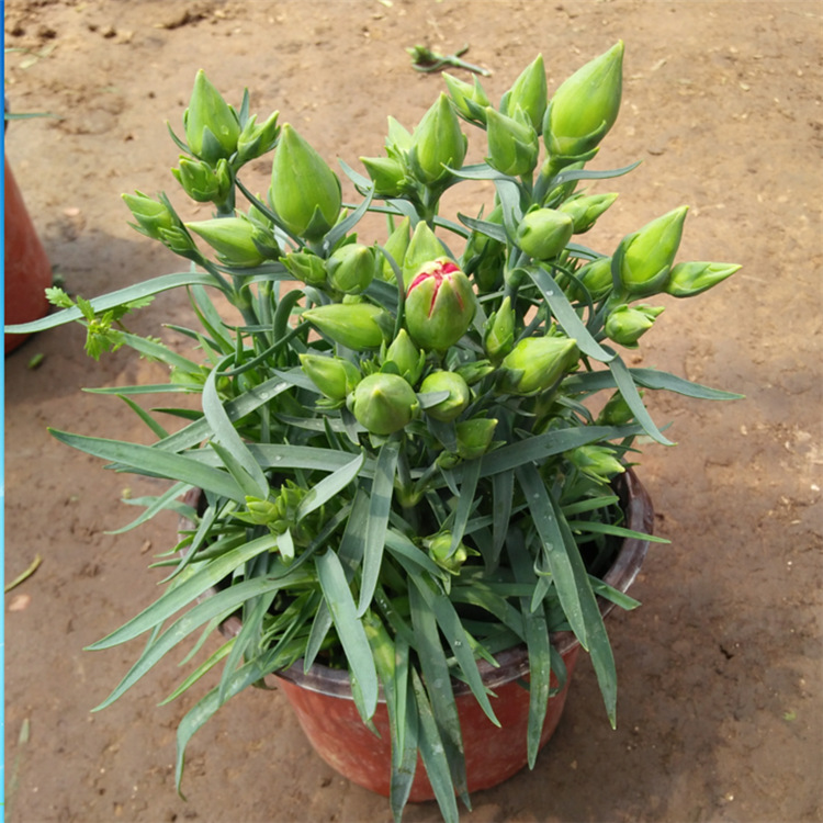 批发康乃馨花苗 康乃馨盆栽 带花苞发货