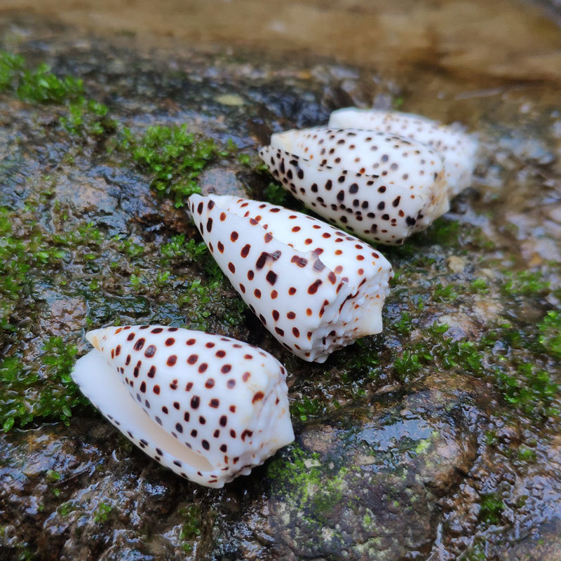 玉米芝麻芋螺 天然贝壳海螺3-6cm斑点白玉标本家居收藏品鱼缸布景