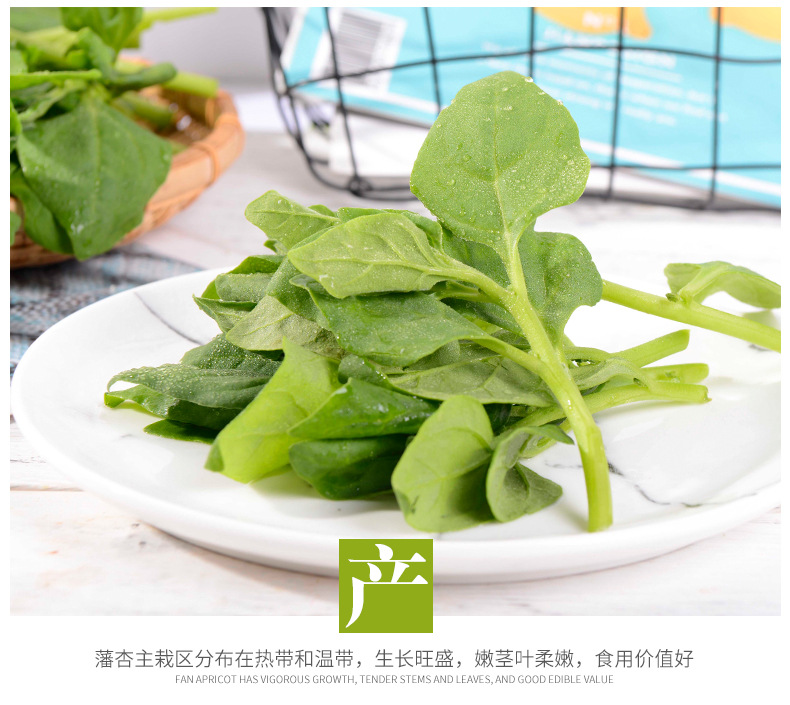 特色农家菜新西兰菠菜新鲜洋菠菜番杏蔬菜叶菜沙拉菜菜园基地